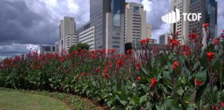 Atuação do TCDF promove economia de mais de R$ 50 milhões em licitação para manutenção das áreas verdes do DF