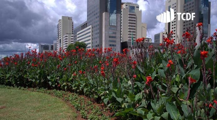 Atuação do TCDF promove economia de mais de R$ 50 milhões em licitação para manutenção das áreas verdes do DF