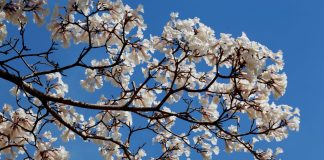 Brasília, Traços & Cores: TCDF promove mostra fotográfica inédita em homenagem aos 64 anos da capital federal