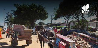 TCDF determina medidas para garantir a proteção aos animais no Distrito Federal