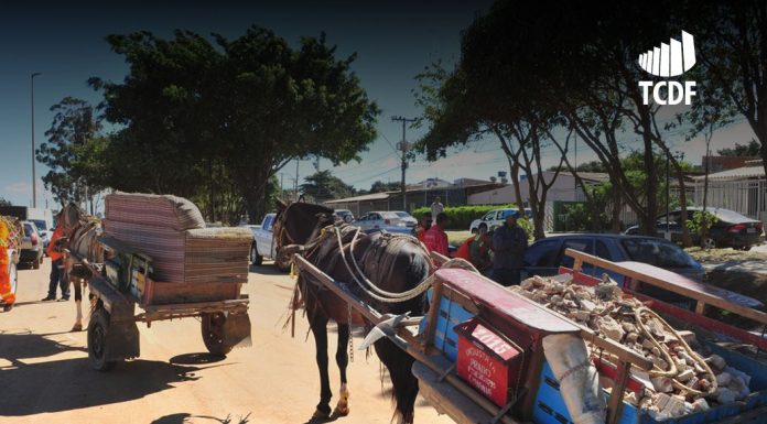 TCDF determina medidas para garantir a proteção aos animais no Distrito Federal