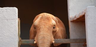 Zoológico de Brasília: TCDF aponta falhas estruturais e ausência de plano de contenção em caso de fuga dos animais