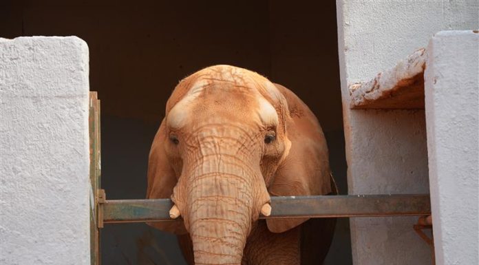 Zoológico de Brasília: TCDF aponta falhas estruturais e ausência de plano de contenção em caso de fuga dos animais